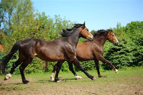 Horse Pony Gallop Free Photo On Pixabay Pixabay