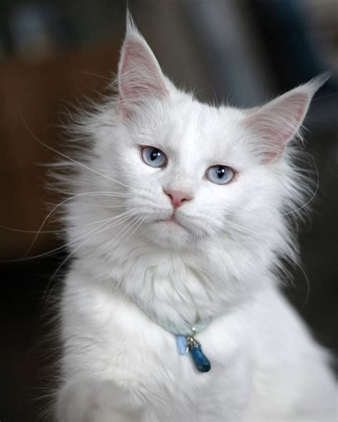 gorgeous long haired white kitty cute cats cat with blue eyes beautiful cats