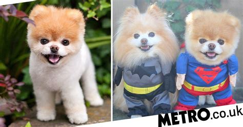 Boo The Pomeranian The Worlds Cutest Dog Dies From A Broken Heart