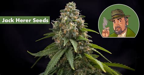 Where To Buy The Best Jack Herer Seeds Online 10buds