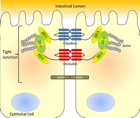 Temporal And Regional Intestinal Changes In Permeability Tight