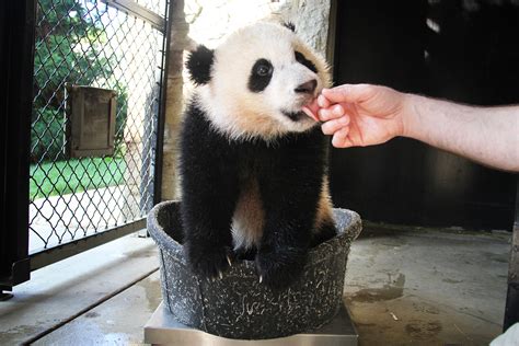 Giant Panda Cub Bao Bao Turns 1 At The Smithsonian National Zoo In