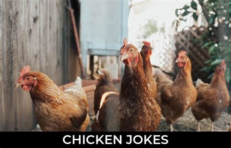 185 Chicken Jokes And Funny Puns Jokojokes