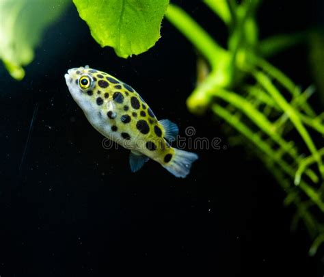 Freshwater Aquarium Fish Spotted Green Pufferfish Stock Photo Image