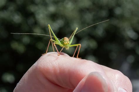 How To Keep A Cricket As A Pet It Is Possible Pet Comments