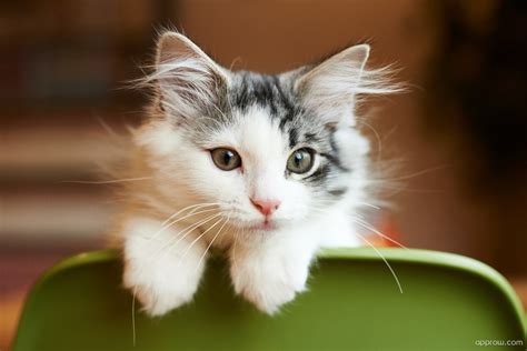 Cute Little Kitten Wallpaper Download Cat Hd Wallpaper Appraw