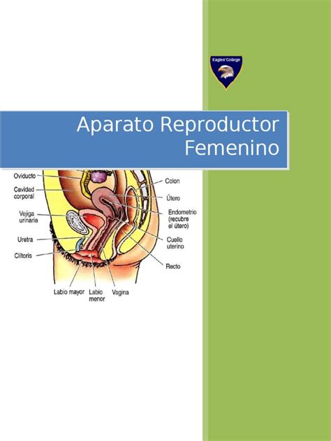Sistema Reproductor Femenino Ciclo Menstrual Útero