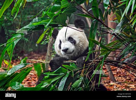 El Panda Gigante Ailuropoda Melanoleuca Comiendo Bambú En La Base De