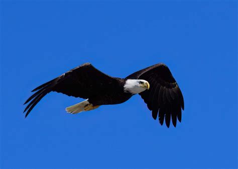 Bald Eagle Fort Desoto Park St Petersburg Florida Usa David Conley Flickr