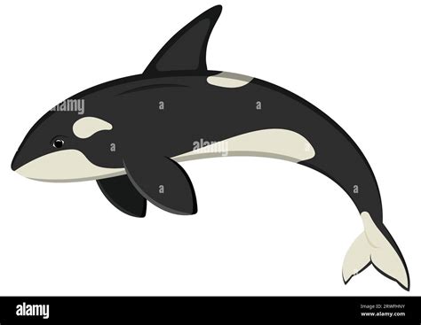 Ocean Orca Cartoon Character Vector Illustration Of Killer Whale