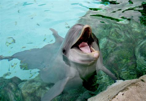 Happy Dolphin I Love Dolphins And This One Smiled Perfectl Flickr