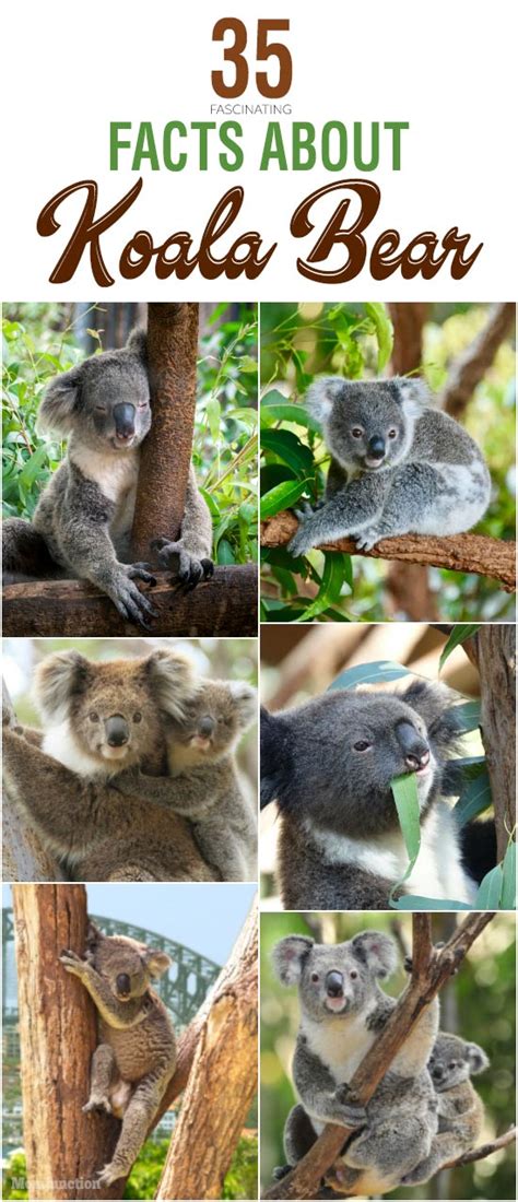 35 Interesting Facts About Koala Bear