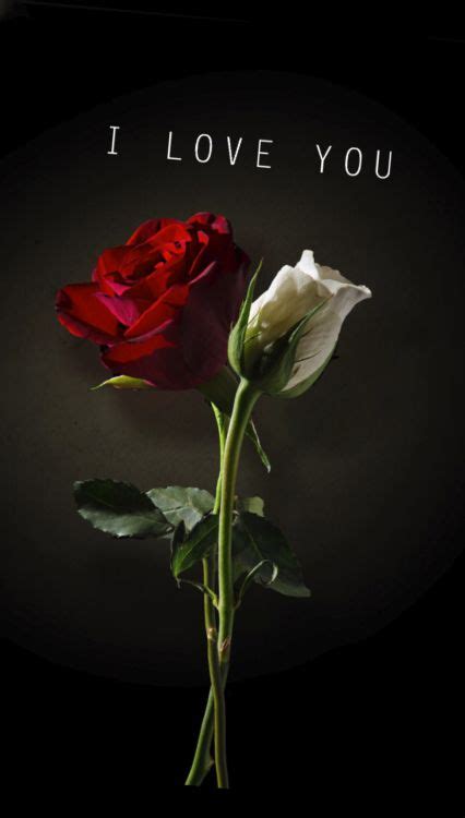 Love Roses Are Red Love Rose Beautiful Roses Love You Images