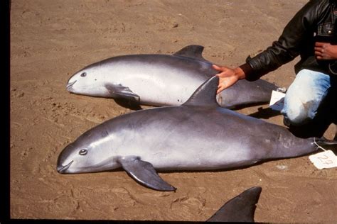 Facts About Porpoises Live Science