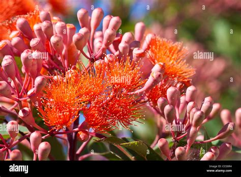 Flowering Gum Tree In Australia Botanical Name Corymbia Ficifolia
