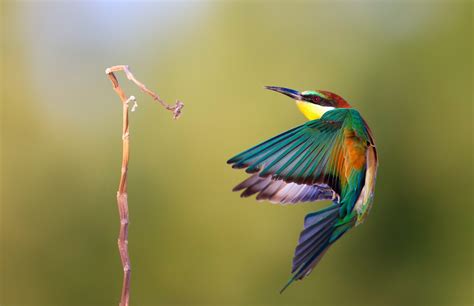 Fotografias Aves Hermosa Imagen De Pajarito Colorido Volando 13 10 16