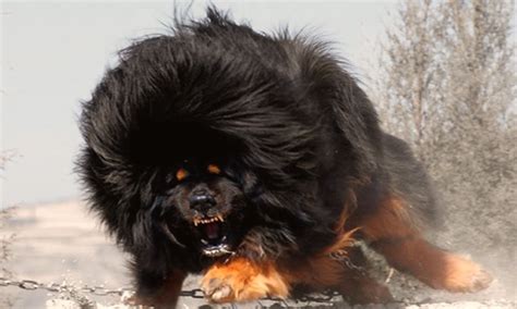 Top 25 Most Dangerous Dog Breeds In The World Giant Dog Breeds