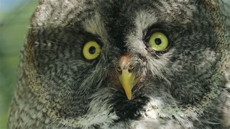 Great Gray Owl Strix Nebulosa Is A Very Large Owl Documented As The