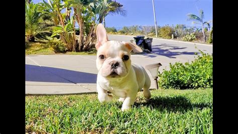 Most breeders and rescue organizations will require a potential adoptive family to fill out an application and will then interview the family. Meet "Rocky", our adorable French Bulldog male puppy for ...