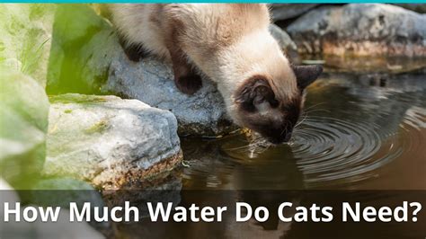 Make sure that your cat gets enough water throughout the day to prevent dehydration. How Much Water Do Cats Need To Drink Every Day?