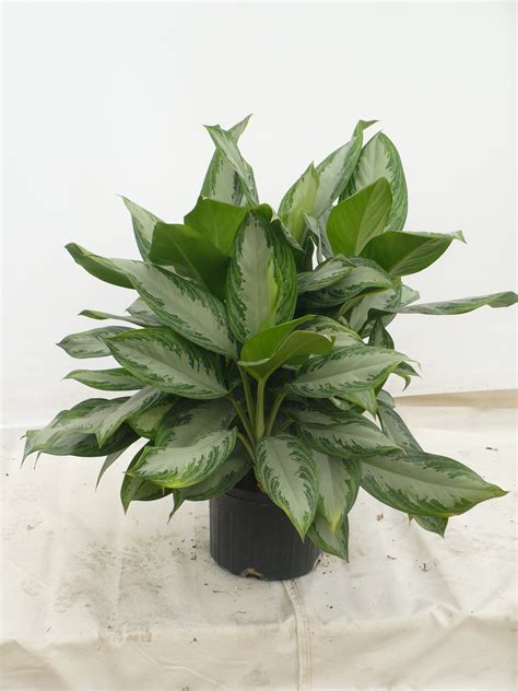 14″ Aglaonema Silver Bay | westcoastnurseries