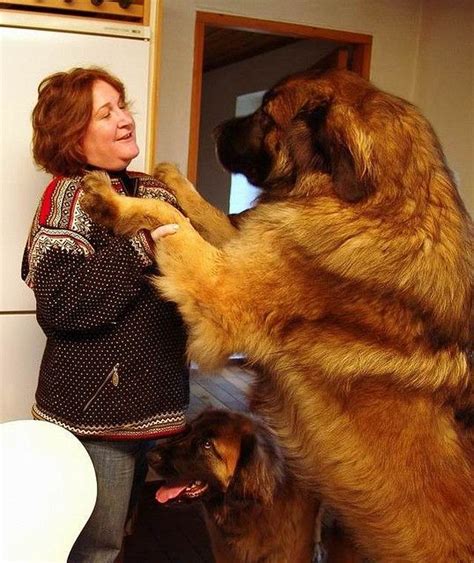 One Big Dog Huge Dogs Giant Dogs Worlds Biggest Dog