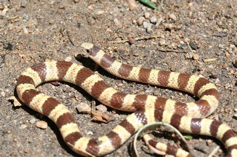 Nevada Shovelnose Snake Chionactis Occipitalis Talpina A Photo On