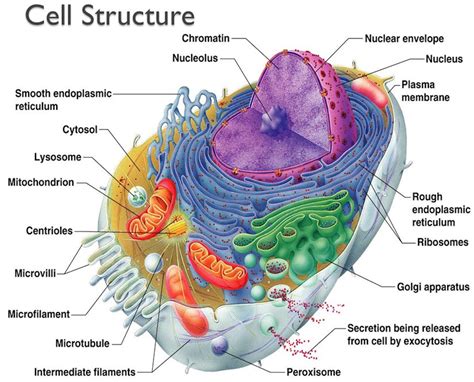 For example, the largest animal cell is the ostrich egg measuring 170 mm x 130 mm. The Structure and Functions of an Animal Cell