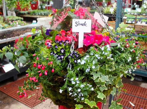 Place this basket in full sun to part shade. 17 Best images about Hanging Baskets & Shade Planters on ...