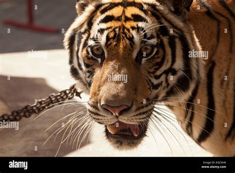 Tired Tiger Chained Up For Tourist Pictures Pattaya Thailand Stock