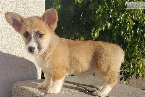 Let's talk about welsh corgi puppies for sale in san diego ca prices. Corgi puppy for sale near San Diego, California ...