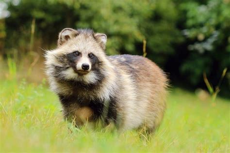 Raccoon Dog Animal Facts Nyctereutes Procyonoides Az Animals