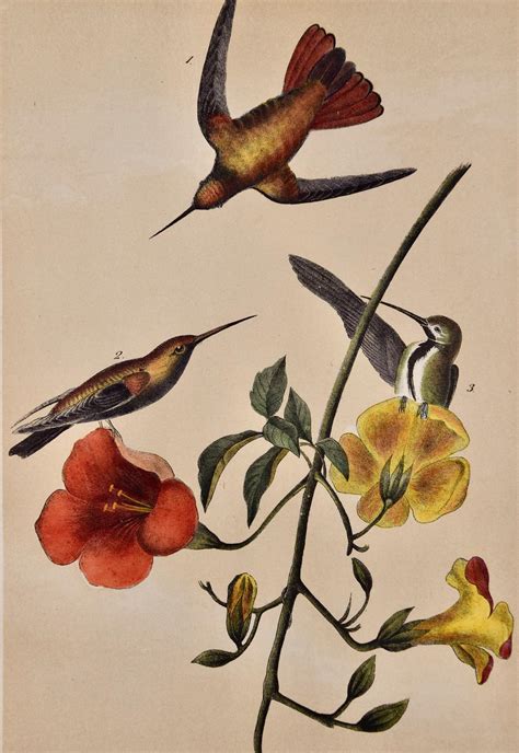 John James Audubon Mango Hummingbirds An Original 19th C Audubon