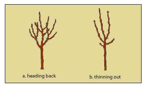 Shaping Deciduous Fruit Trees For Non Commercial Growers Agriculture