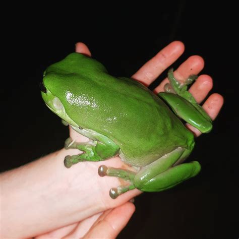 An Absolute Unit Of A Wild Aust Green Tree Frog Litoria Caerulea R