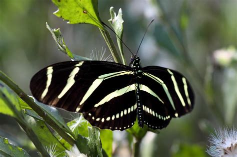 Zebra Longwing Butterfly 4 Photograph By Rudy Umans