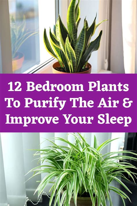 12 Bedroom Plants To Purify The Air And Improve Your Sleep Bedroom Plants Indoor Plant Care Plants