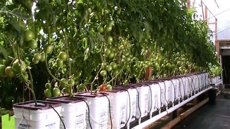 Name:skyplant pp dutch buckets for growing tomatoes hydroponic system. Update Dutch Bucket Hydroponic Tomatoes Oct 2012 HD - YouTube