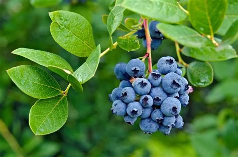 How Fast Do Blueberry Bushes Grow Plus Tips For Optimal Growth The