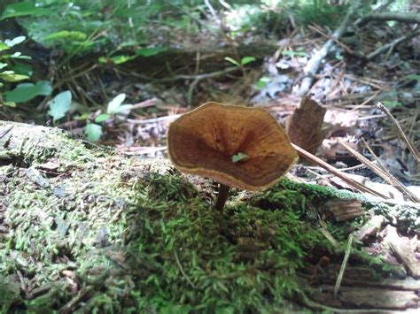 North Georgia Finds Mushroom Hunting And Identification Shroomery