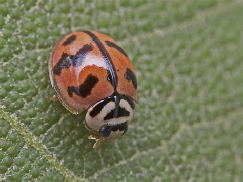 Free Images Insect Fauna Ladybird Invertebrate Close Up India