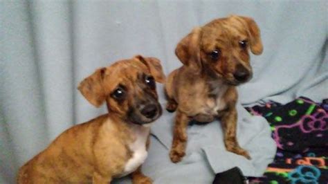 Why buy a dachshund puppy for sale if you can adopt and save a life? Chiweenie puppy for sale in VANCOUVER, WA. ADN-28698 on ...