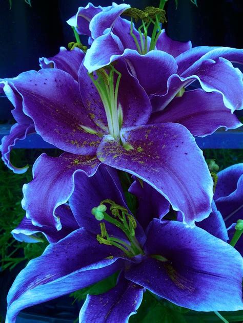Lilies come in a dazzling array of heights, shapes, patterns, and colors. Lilies | Flowers & Gardens | Pinterest