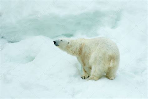 Polar Bear — Stock Photo © Kotomiti 1568340