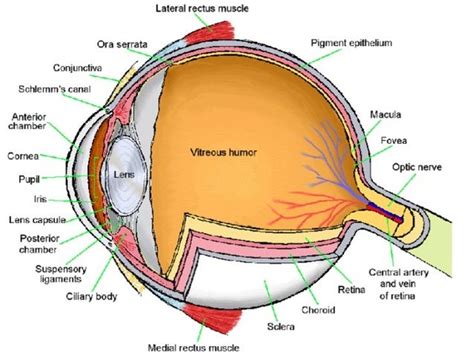 Anatomy Of The Eye
