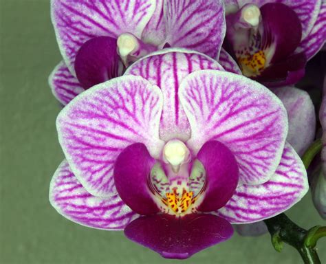 Fileorchid Flower