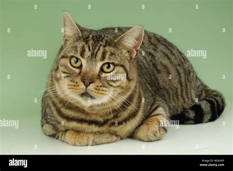 British Shorthair Tabby Cat