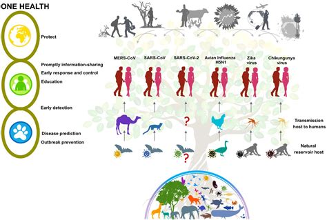 Frontiers Emerging And Re Emerging Zoonotic Viral Diseases In