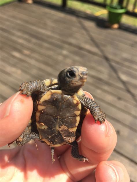 put  baby turtle   betta tank  aquarium club