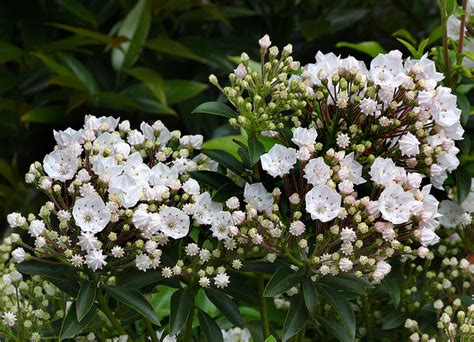 Check spelling or type a new query. Pennsylvania State Flower | Mountain Laurel